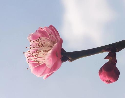 泉山湖的梅花??