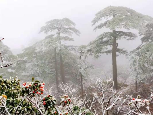 陳澤亮||張揚的雪罩不住春的返航