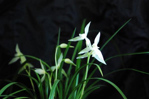 李保才|| 七律/詠蘭花之四(通韻)