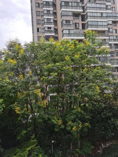 廖嬋《秋的腳步》