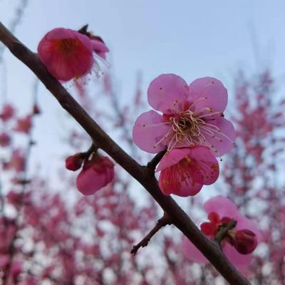 李維煥《五絕?山南賞梅》