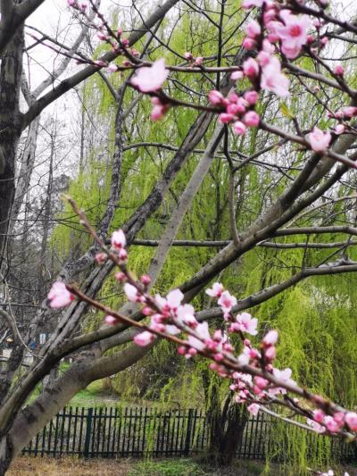 黃斌《贊“二會”，得桃花賦》