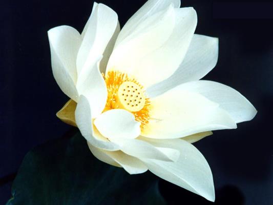 又聞荷香撲面來