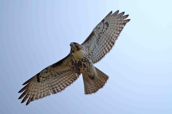 歸田樂 . 憫鷹隼