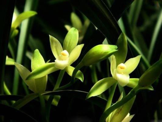 七律：深谷幽蘭