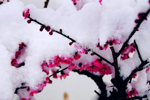 七絕：盼春  淮上老驥