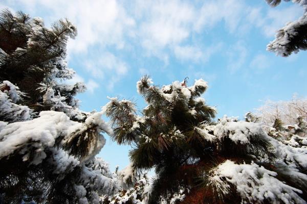 淮上老驥  七絕：雪后放晴