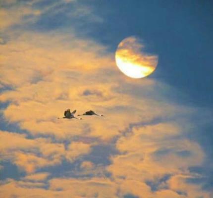 七律：題圖歸鴻