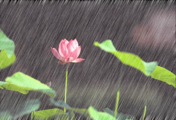 七絕：  梅雨