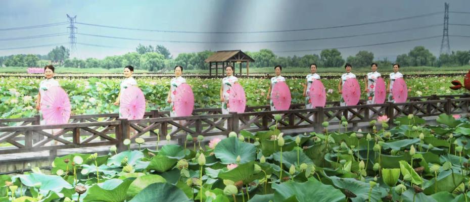 七律：焦崗湖賞荷