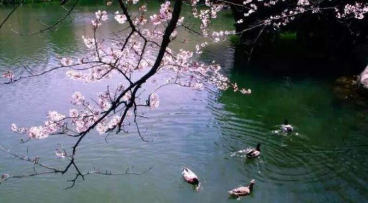 步孫登先《春景》韻有作