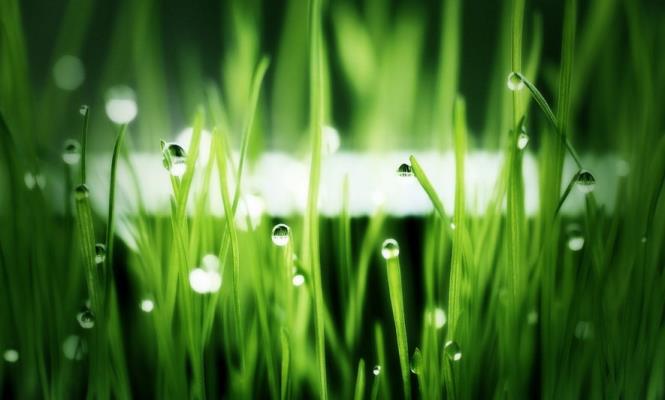 步韻孫登先君《詠小草》  詩友唱和篇