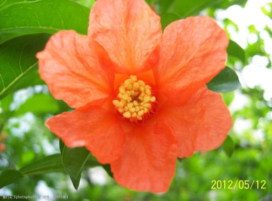 七律：《五月榴火》   感謝詩友唱和