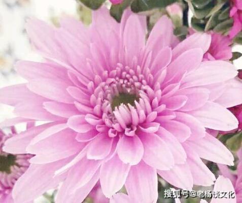 七律：詠蓮（荷）二首 —— 感謝詩友唱和