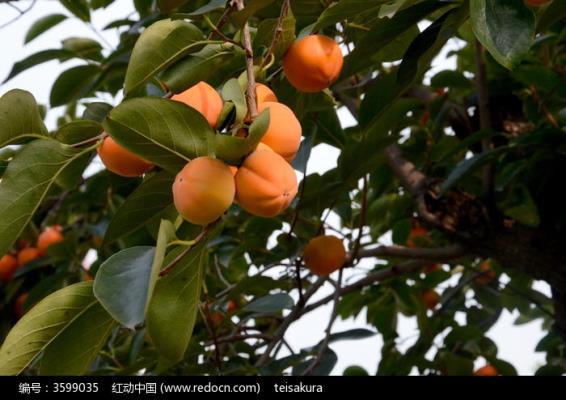 七律：秋之韻——感謝詩友唱和