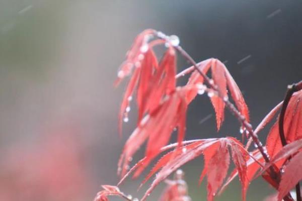 鳴謝詩友唱和  《卜算子 . 入秋》