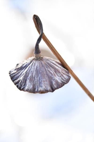 詩友唱和《卜算子  殘菏》