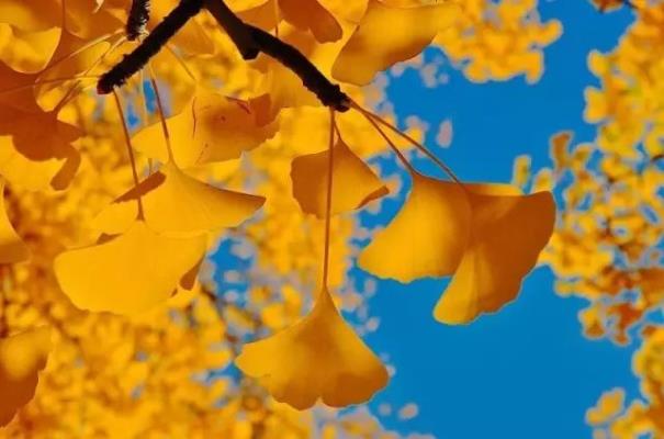 感謝詩(shī)友唱和：癸卯深秋抒懷