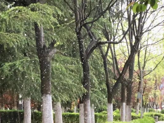 詩(shī)友唱和： 柳 絮
