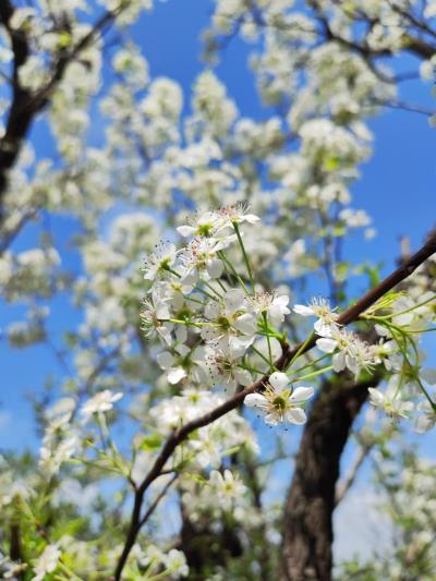 詩(shī)友唱和  《醉花陰 . 梨花贊》  2025第十三輯