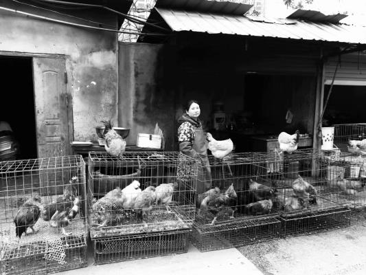 賣雞的女人和雞