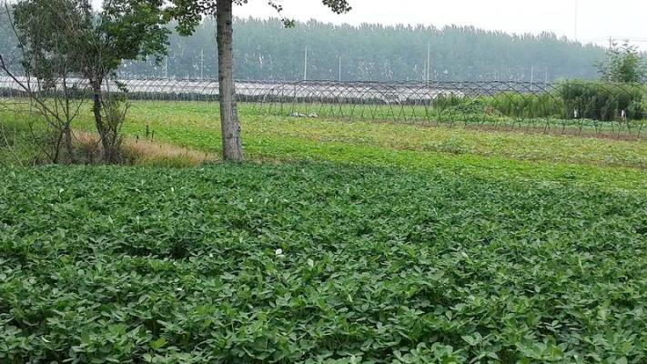 采宣潘集高皇鎮(zhèn)脫貧致富有感