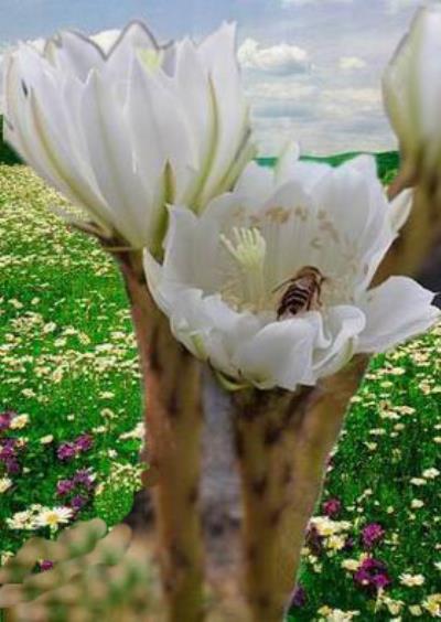 《憶江南 》 仙人球