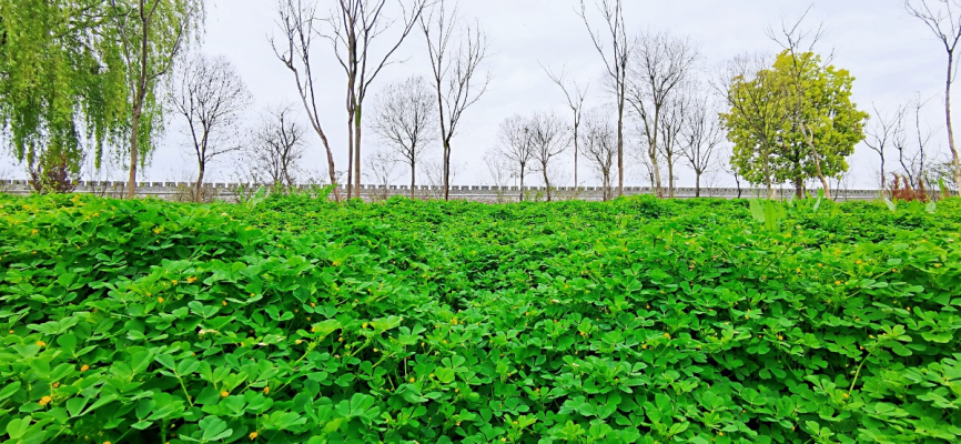 八六子?吟春【步韻】秦觀體