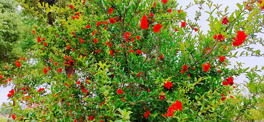 和游八公山、閑居抒懷