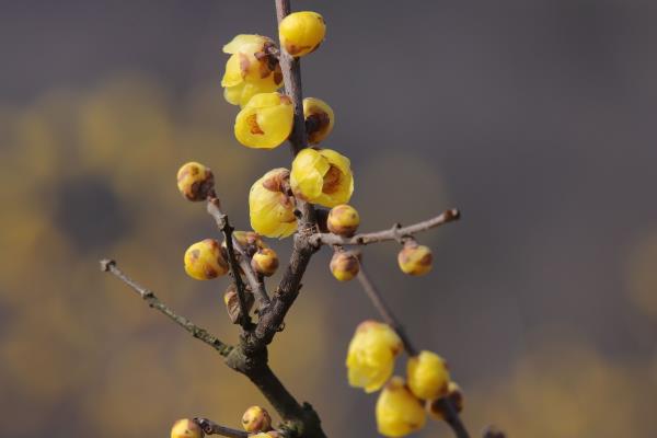 梅花香自苦寒來，向奮戰(zhàn)在抗疫一線的醫(yī)護(hù)人員致敬