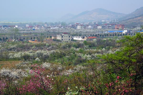 八公山下春意濃