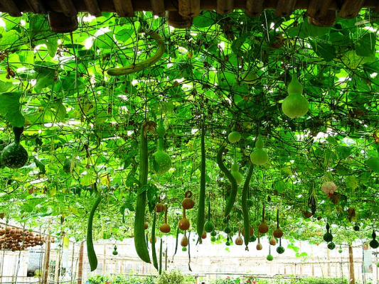 又到瓜果飄香季