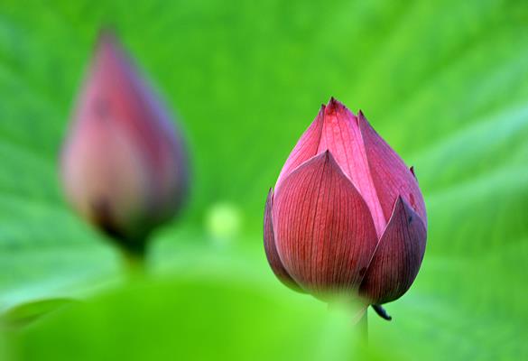 又是一年賞荷時(shí)