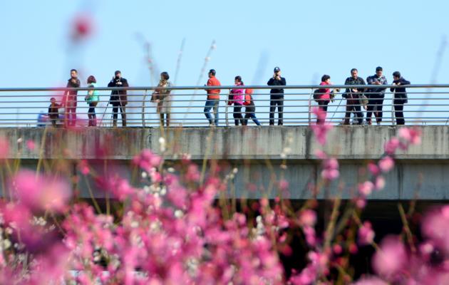 又是踏青賞花季
