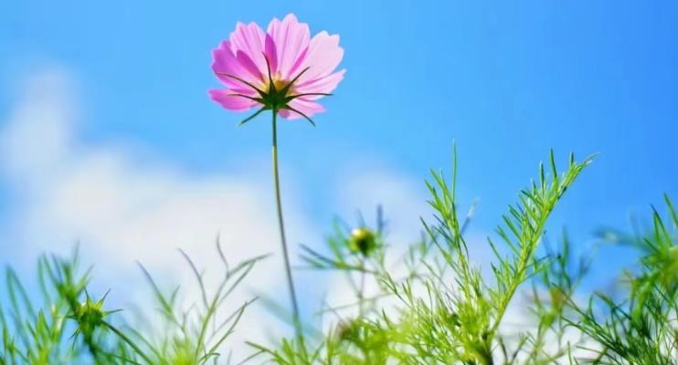 張惠棟的抗疫詩歌作品