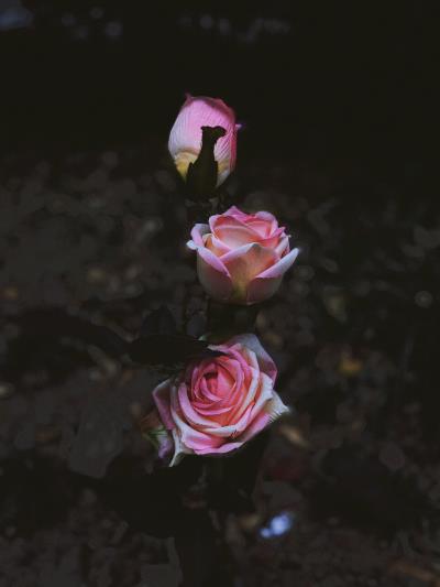 手機(jī)攝影——花