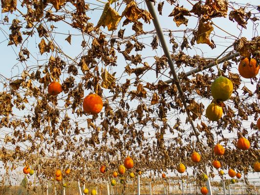 壽縣炎劉鎮(zhèn)：冬季的華皖農(nóng)業(yè)大棚蔬菜等 為豐富保障當(dāng)?shù)鼐用瘛安嘶@子”做出貢獻(xiàn)