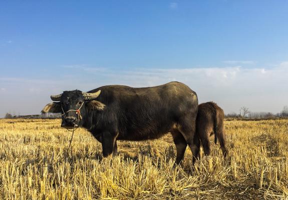 《攝之影～壽縣萬(wàn)前進(jìn)》牛年好運(yùn)、牛運(yùn)亨通。