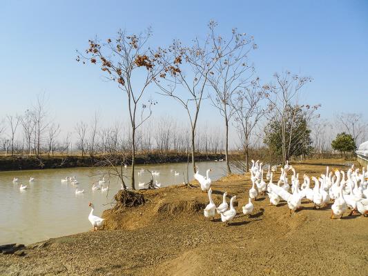 壽縣方忠畜牧養(yǎng)殖場(chǎng)里的皖浦大白鵝