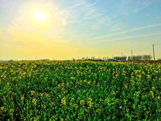 人勤春早，新農(nóng)村展現(xiàn)幅幅春忙圖