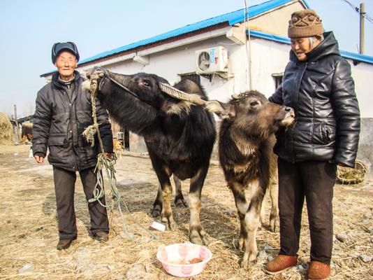 壽縣雙廟集鎮(zhèn)的“老牛倌”