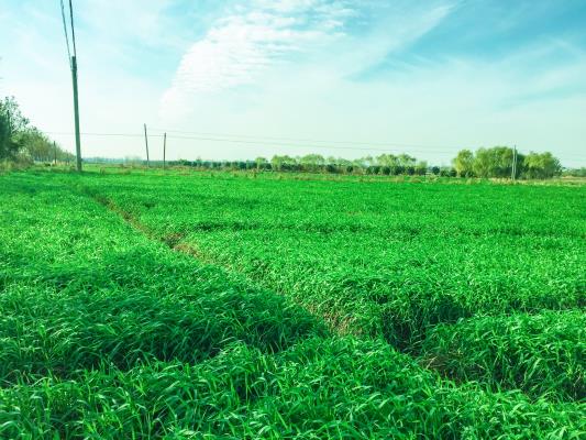 雙廟集鎮抓實抓細油菜小麥越冬管理