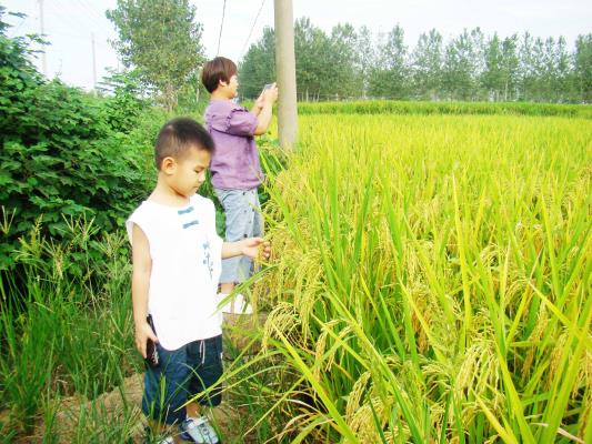 壽縣雙廟集鎮迎河村 高梁紅了 稻子黃了 農民樂了