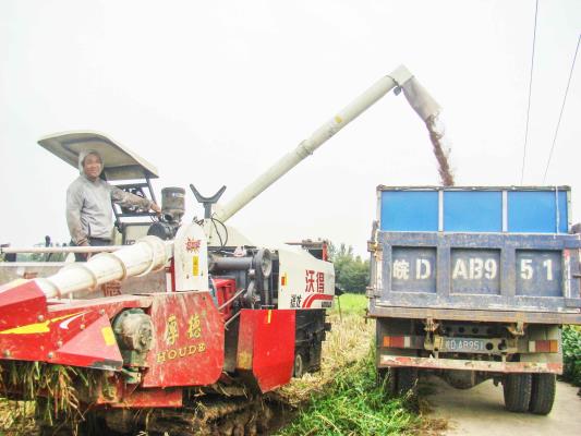 壽縣雙廟集鎮 高梁熟了 機聲隆隆收割忙