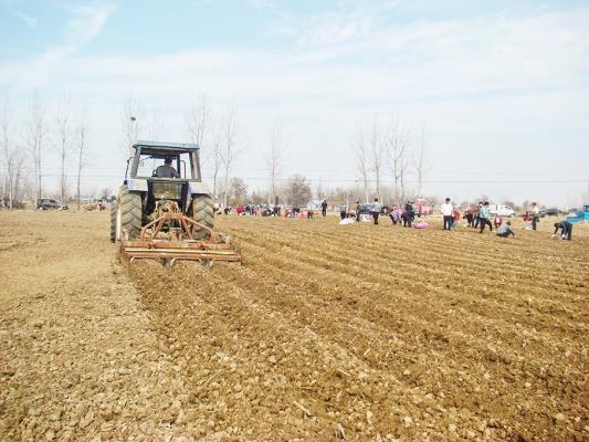 壽縣雙廟集鎮 栽植中藥材白術 拓寬富途農民致徑