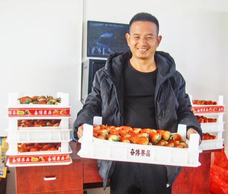 壽縣雙廟集鎮  種植草莓成為群眾的“致富果”