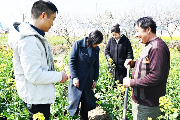 壽縣小甸鎮(zhèn)： 抓實(shí)油菜種植  提升油糧振興