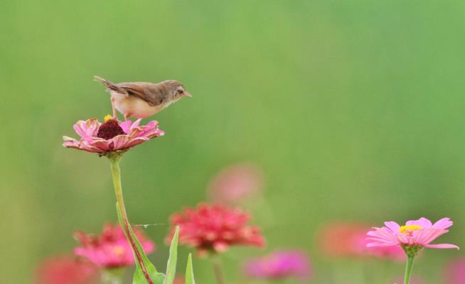 鳥(niǎo)語(yǔ)花香