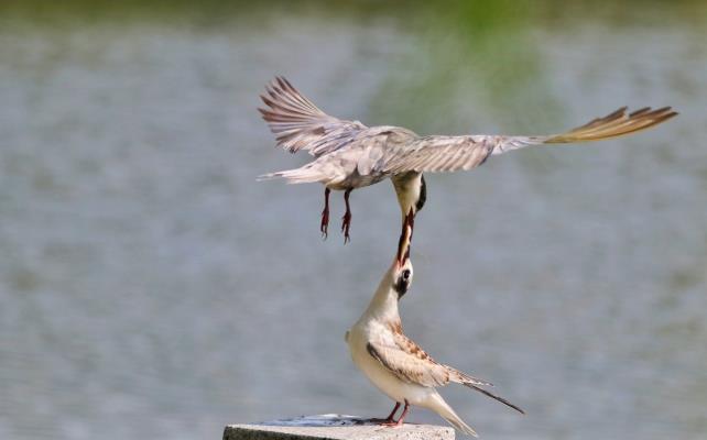 須俘鷗投喂幼鳥(niǎo)