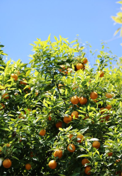 《重陽節異鄉吟》